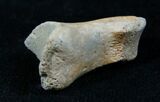 Theropod (Raptor) Toe Bone - Two Medicine Formation #3838-2
